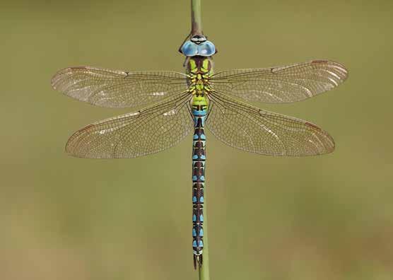 Groene glazenmaker (Aeshna viridis) Rode Lijst 2011: Kwetsbaar Rode Lijst 1997: Kwetsbaar IUCN Nederland 2011: Least Concern IUCN Europa 2010: Least Concern Nederlandse criteria Zeldzaamheid: de