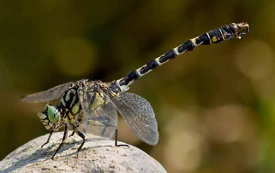 3.3.5 Gevoelige soorten Kleine tanglibel (Onychogomphus forcipatus ssp.