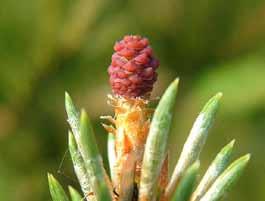 LARIX DECIDUA