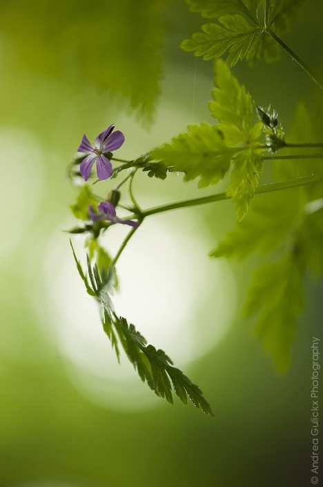 Mijn passie voor macrofotografie is ontstaan in onze eigen tuin.