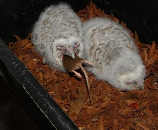 Na bijna 8 weken was de vleugel hersteld en kon ze terug geplaatst worden in haar eigen territorium. Jonge bosuil.