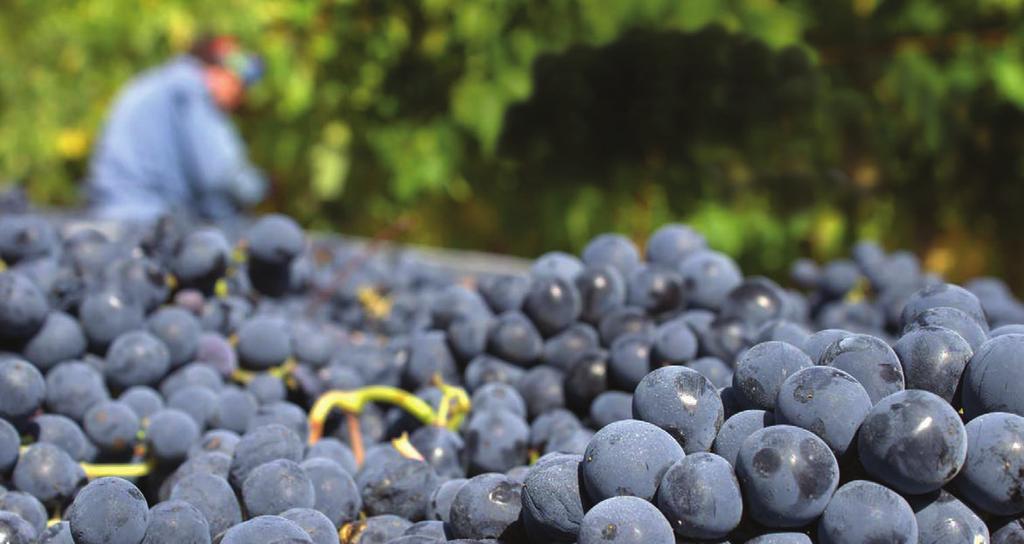 Al zijn wijngaarden worden 100% biologisch bewerkt. Simone is altijd op zoek naar de ziel van de wijn en streeft ernaar deze te vangen in opmerkelijke aroma s en smaken.