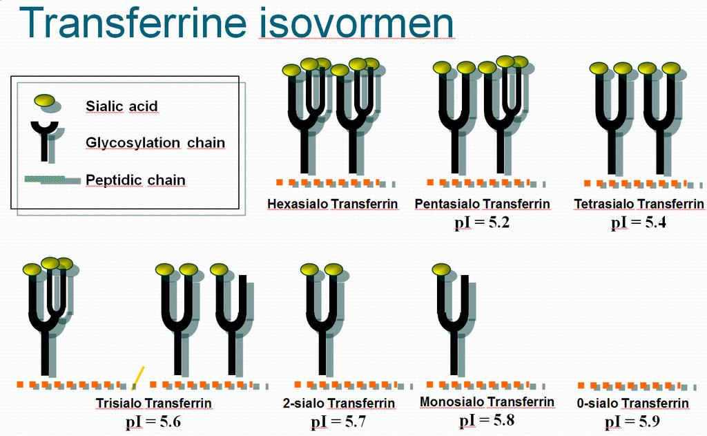 Transferrine Glycoproteïne Glycoproteïnes (siaalzuur,