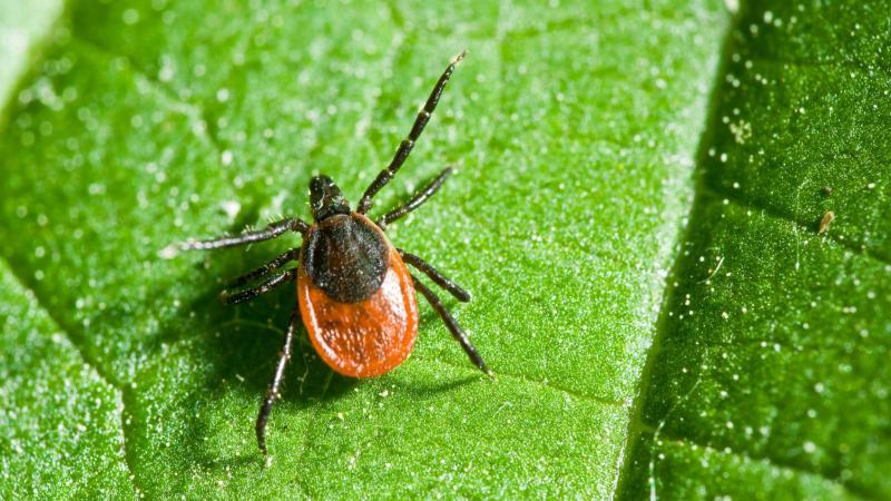 Wat te doen tegen teken? RIVM Het aantal teken in Nederland groeit, stellen wetenschappers van Wageningen UR nu al jaar na jaar vast.