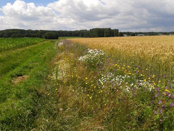 natuur: Maak