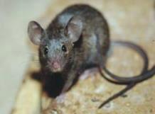 Gedrag van ratten en muizen 3 veel voorkomende soorten Rattus Norvegicus Bruine rat, Noorse rat Gaat
