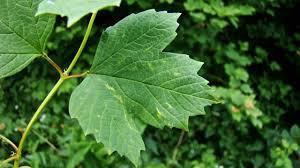 Aandacht voor de Gelderse roos (Viburnum opulus) Familie: Muskuskruidfamilie Deze soort is meestal een tamelijk hoge struik, soms een kleine boom, waarvan