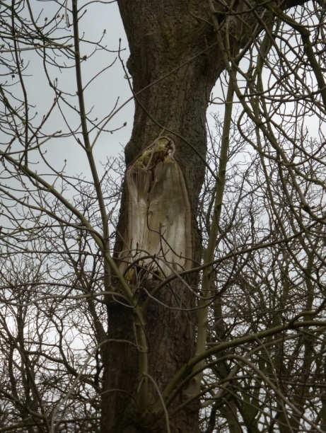 Boomgegevens Boomnummer 2 Boomsoort: Aesculus hippocastanum / witte paardenkastanje Stam ø: 81 cm gemeten op 130 cm boven maaiveld Kroon ø: 13 m Boombeoordeling Beschrijving kwaliteit boom Conditie: