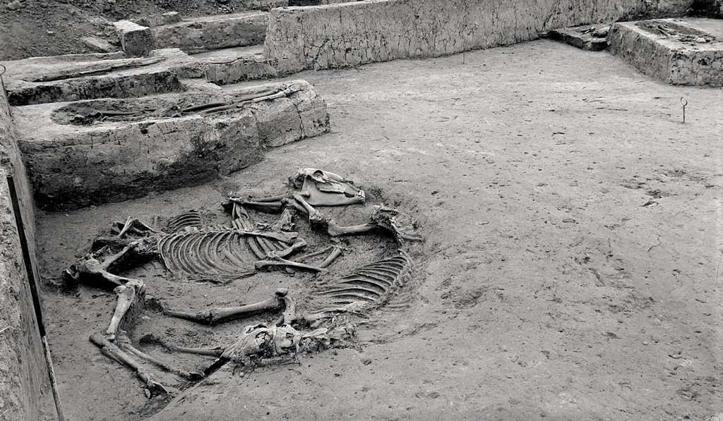 Dagelijks leven op terpen en wierden 49 Fig. 2.28 Een graf met twee paarden en een hond in het vroegmiddeleeuwse grafveld van Ezinge-De Bouwerd.