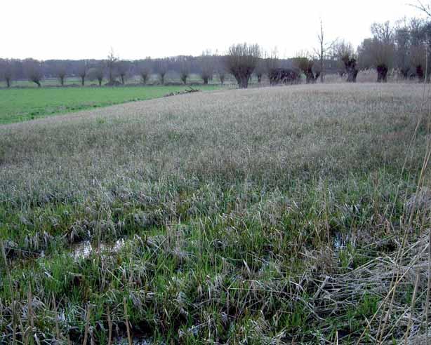 door Rijn en Maas (het watervoerende pakket). De Miocene fijne zanden zijn zeer slecht waterdoorlatend en vormen daarom de hydrologische basis.