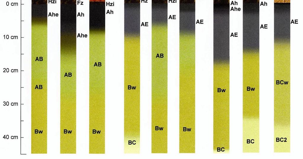 Figuur 4.1 a t/m e. Humusprofielen van de referentieplekken (strooisellaag en de bovenste 40 cm van de minerale bodem).