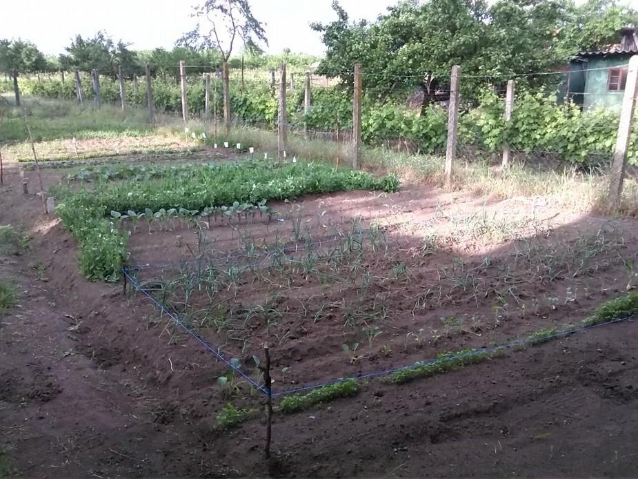 Naast landbouw gaan we ook op kleine schaal aan de slag met veeteelt; met behulp van de kippenhokken die we samen met de Nederlandse jongerengroep gaan maken kunnen mensen een verdere stap in