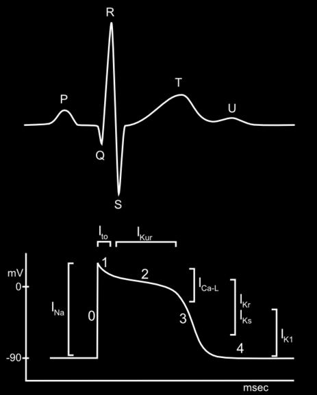 2: kalium de cel uit en calcium de cel in Fase 3: