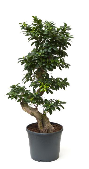 Ficus lyrata bambino Ficus microcarpa compacta Ficus moclame Ficus nitida Heteropanax chinensis Microsorum ferox Artcode