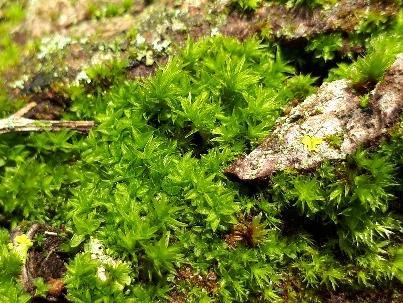 op 19 januari leverde maar liefst drie nieuwe mossoorten op voor Alkmaar. Naast spits boogsterrenmos werden bonte haarmuts en dwergvedermos gevonden.