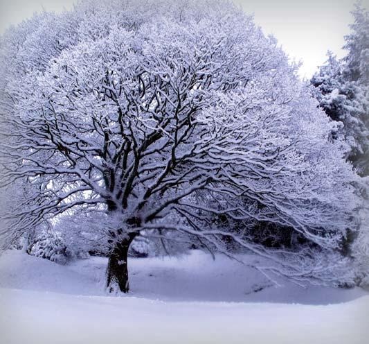 Van de voorzitter Beste leden, december, Sinter - klaas, kerst, maar vooral nu al hebben de bomen een hoop kou en sneeuw ellende te verduren. De winter heeft al flink van zich laten horen.