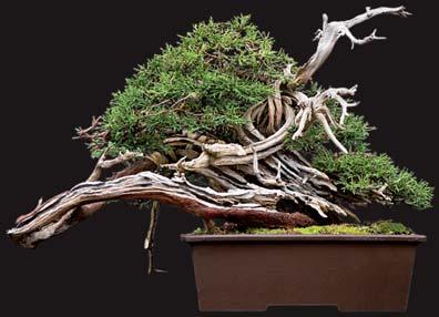 Ik heb wat voorbeelden bij dit artikel gevoegd, van bonsai, wat voor iedereen haalbaar is, bijvoorbeeld goedkope bonsai via de