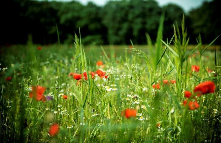 Inhoud Doelgroep Hoe passen de wilde bijen in onze