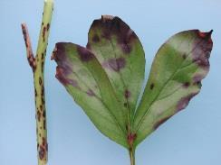 Botrytisbestrijding De bestrijding van Botrytis in pioenen is een lange termijnverhaal. Vooral het niet beschermen na de bloei maakt dat Botrytis voor grote problemen blijft zorgen.