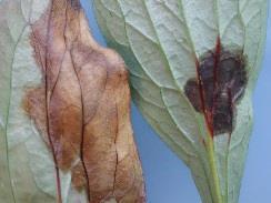 Links Botrytis, rechts bladvlekkenaantasting Symptomen Bladvlekken zijn goed te onderscheiden van Botrytis. Hieronder de symptomen die optreden bij Botrytis en bladvlekken.