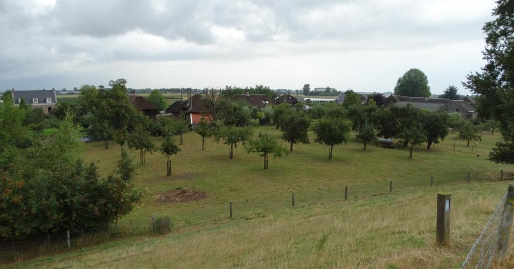 Zicht vanaf de Waaldijk op de hoogstamboomgaard en de erven