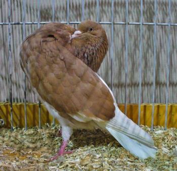 Linksboven: Gelderse Slenk, geel AOC, doffer oud.