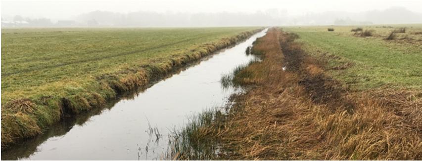 Fig. 6.16: intensief onderhouden oever (links) en een natuurvriendelijk onderhouden oever (rechts). Vraat door ganzen en rivierkreeft speelt een rol in het plangebied.