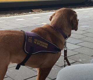 Er staat ook op de opsteker dat wij heel goed zelfstandig kunnen werken tijdens het lezen.