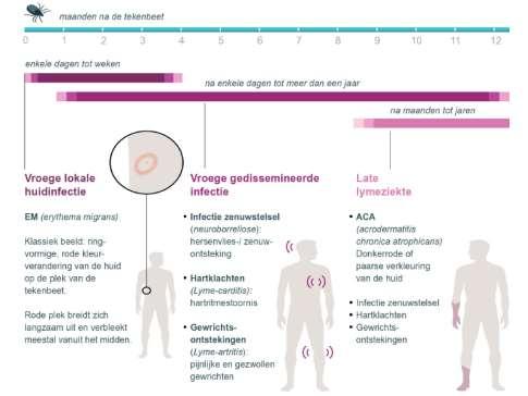 Dé ziekte van Lyme bestaat niet 29 Mensen op het menu Uit: lyme onder de loep Gezondheidsraad 2013 Teken als microbiële dierentuin 15 inheemse tekensoorten in Nederland Vooral Schapenteek medisch