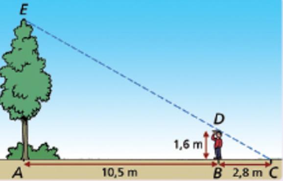 GELIJKVORMIGHEID 12. Hiernaast zie je een plaatje met een jongen en een boom. Bereken hoe hoog de boom is. Laat duidelijk zien hoe je aan je antwoord bent gekomen.