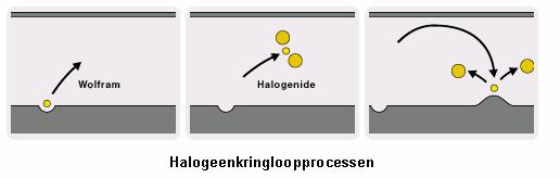15/22 Figuur 15 Halogeen cyclus.