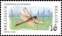 (Calopteryx splendens) 4803 Platbuik