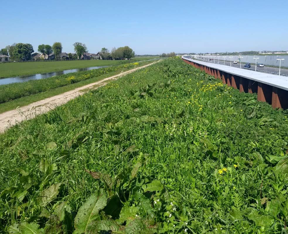 voor veel vliegende insecten (bijentransect hoge en grassige vegetatie