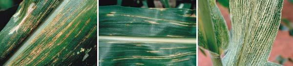FUNGICIDEN Plantenziekten Maïsziekten veroorzaakt door een schimmel (northern corn