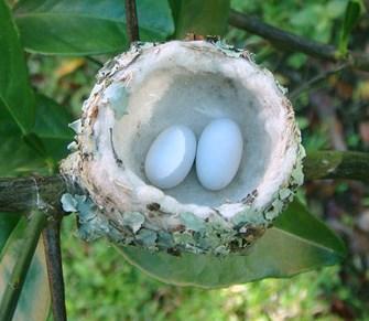 8. Vogelnesten Vogels bouwen nesten. Die nesten kunnen heel erg verschillend zijn.