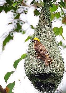 De wevervogel weeft een kunstig nest van gras of hooi. Het hangt aan een boomtak.