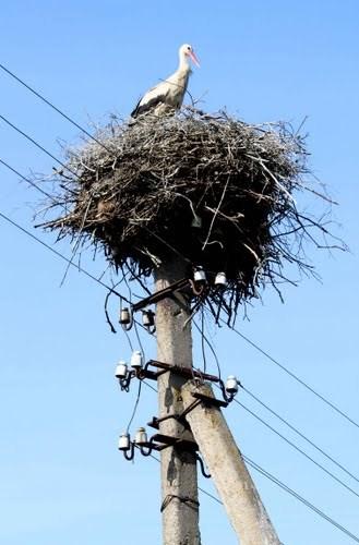 org/wiki/ In een boom hakt hij Spinnen_%28dieren%29 met zijn snavel een holle ruimte in de boomstam.