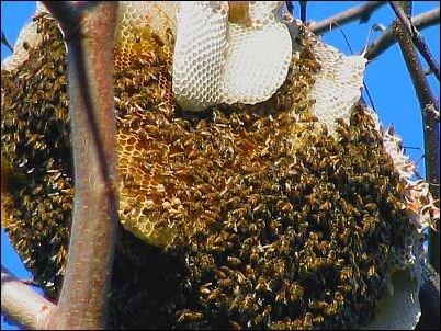 2. Een zoetig nest Bijen bouwen bijzondere nesten.