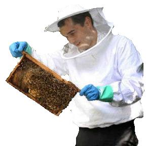 Die honing wordt verkocht door de imker. De imker voert de bijen met suikerwater.