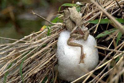 4. Een nest van schuim Sommige kikkersoorten, vissen en insecten maken een nest dat