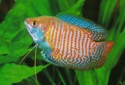 Vissen Bij de dwerggourami (zeg goe-ramie) bouwt het mannetje een schuimnest.