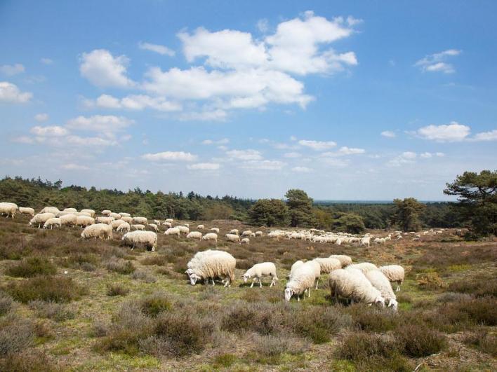 4 De kudde steunen? Landschap Overijssel Je bent op deze route te gast op terrein van Landschap Overijssel.