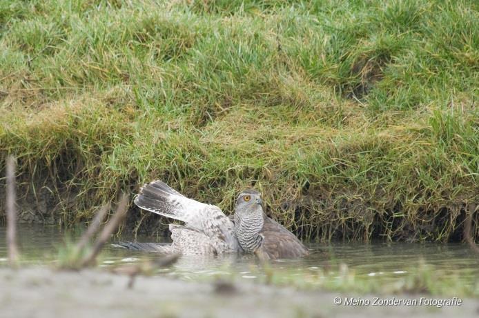 Met zijn vleugels uitgespreid in een halfslachtige om manteling gaat hij er bovenop zitten. Beide liggen ze in het water, de juveniele Zilvermeeuw wordt voor onze ogen verzopen.