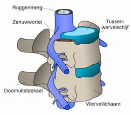 4. DE ZENUWWORTEL Vanuit het ruggenmerg ontspringen zenuwwortels. Ze treden aan beide kanten van de wervelkolom naar buiten.