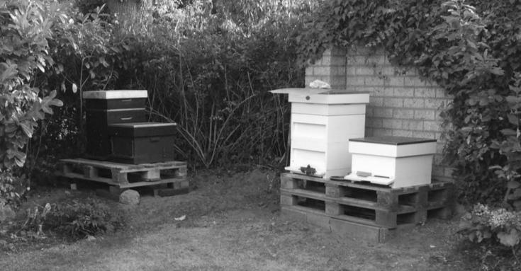 Hetty s Honing Ik wist het niet, maar er wonen in de zomer ruim 200.000 bijen in de Refelingse Erven. Zij wonen verdeeld over 3 bijenkasten bij Hetty van Spaendonck op RE 153.