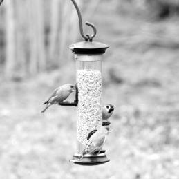 Je kunt ze dus, volgens de vogelbescherming, het hele jaar bijvoeren. Vogels proppen zich niet vol als hun honger gestild is. Ook verleren ze niet zelf voedsel te vinden.