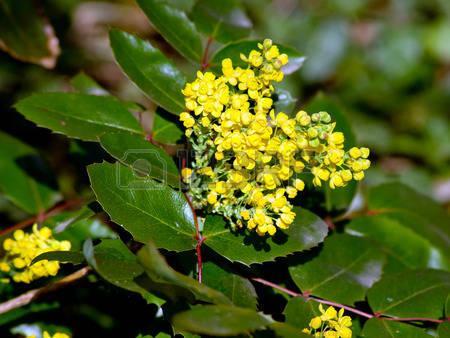 Mahonie (Berberis aquifolium) giftige, groenblijvende struik, blad houdend. Bloeit in april en mei met gele bloemen. De vrucht is een groen berijpte bes die later blauw wordt.