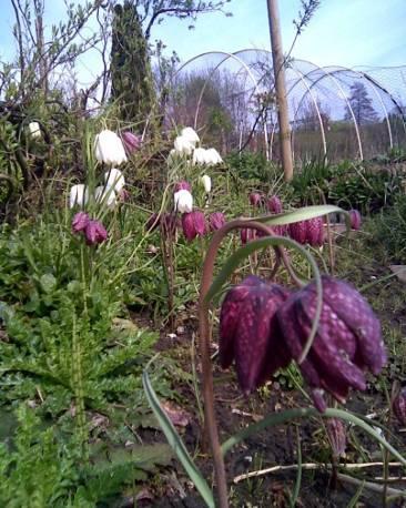 STINZENPLANTEN Stinzenplanten zijn planten die niet van nature in Nederland voorkomen, maar in het verleden zijn aangeplant op buitenplaatsen, bij boerderijen en in parkbossen.