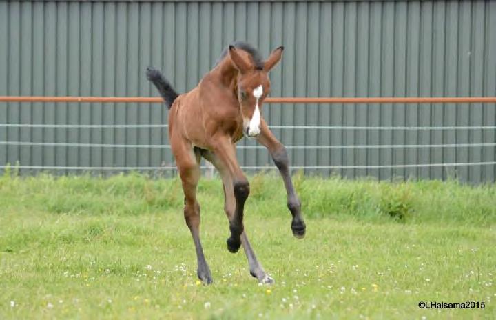 2 Inhoudsopgave 1 Voorblad 2 Inhoudsopgave 3 Wat willen we als DA gaan doen Registratie in 3 secties-wat hebben deze paarden dat anderen niet hebben? 4 Waar staan we nu?