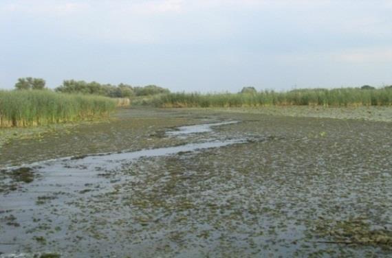 Liggingen en toekende functies Beschrijving waterlichaam Het waterlichaam Oude Rijn behoort tot de KRW categorie meren. Het watersysteem behoort tot het waterlichaam type M3.